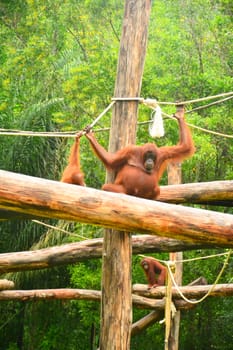 Orangutan monkey at Lok Kawi wildlife park
