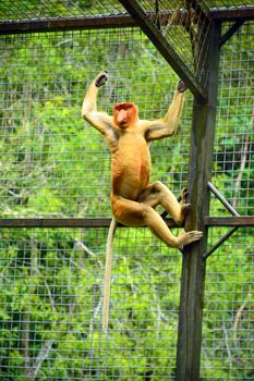 Proboscis monkey at Lok Kawi wildlife park