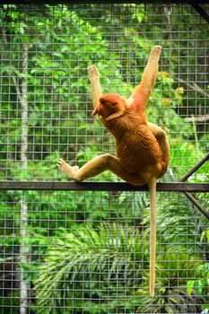 Proboscis monkey at Lok Kawi wildlife park