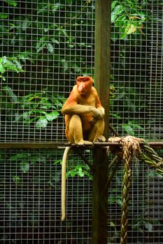 Proboscis monkey at Lok Kawi wildlife park