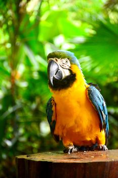 Ara macaws parrot at Lok Kawi wildlife park