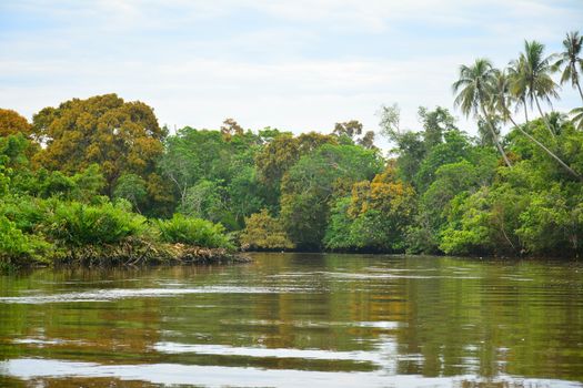 Klias river is a Mangrove Forest Reserve and a ecotourism destination wherein you can see proboscis monkey in the trees.
