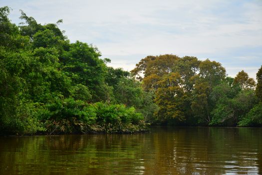 Klias river is a Mangrove Forest Reserve and a ecotourism destination wherein you can see proboscis monkey in the trees.