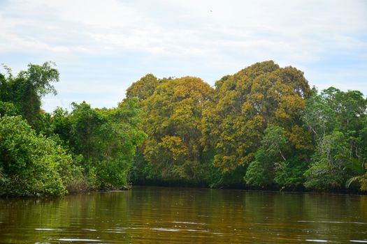 Klias river is a Mangrove Forest Reserve and a ecotourism destination wherein you can see proboscis monkey in the trees.