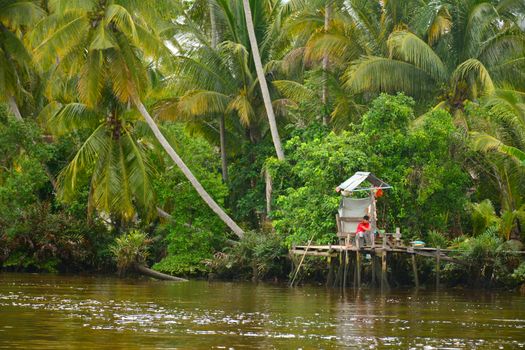 KOTA KINABALU, MY - JUNE 20: Klias River on June 20, 2016 in Malaysia. Klias river is a Mangrove Forest Reserve and a ecotourism destination wherein you can see proboscis monkey in the trees.