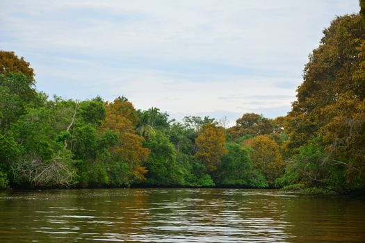 Klias river is a Mangrove Forest Reserve and a ecotourism destination wherein you can see proboscis monkey in the trees.