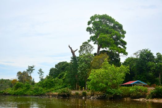 KOTA KINABALU, MY - JUNE 20: Klias River on June 20, 2016 in Malaysia. Klias river is a Mangrove Forest Reserve and a ecotourism destination wherein you can see proboscis monkey in the trees.