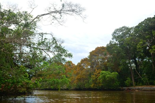 Klias river is a Mangrove Forest Reserve and a ecotourism destination wherein you can see proboscis monkey in the trees.