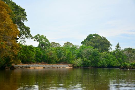 Klias river is a Mangrove Forest Reserve and a ecotourism destination wherein you can see proboscis monkey in the trees.
