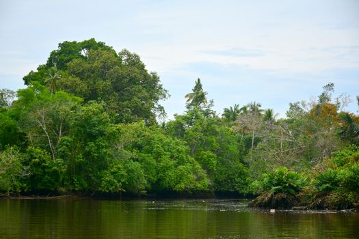 Klias river is a Mangrove Forest Reserve and a ecotourism destination wherein you can see proboscis monkey in the trees.