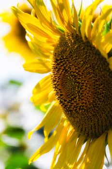 ripe sunflower with yellow leaves closeup farm background crop