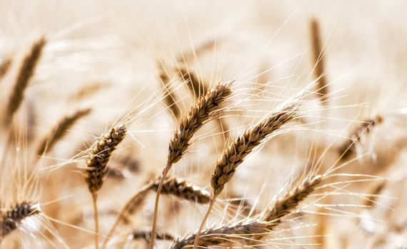 spikelets of wheat on the field closeup farm background