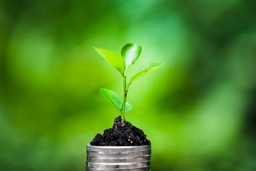 The growth of plants on the pile of coins on green background, saving ideas and investing in business