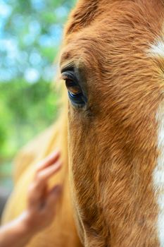 Portrait of a horse, close-up.