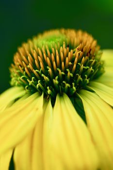 The genus Echinacea has ten species, which are commonly called coneflowers.