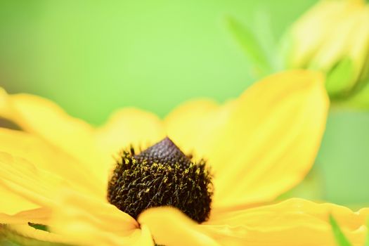 Black-eyed Susan is a tried-and-true favorite of the perennial garden, well-loved for its deep, butterscotch-yellow ray flowers