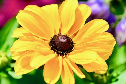 Black-eyed Susan is a tried-and-true favorite of the perennial garden, well-loved for its deep, butterscotch-yellow ray flowers