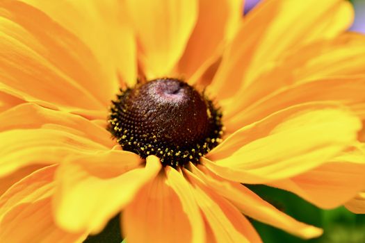 Black-eyed Susan is a tried-and-true favorite of the perennial garden, well-loved for its deep, butterscotch-yellow ray flowers