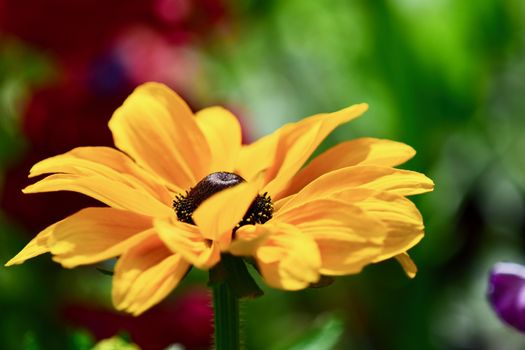 Black-eyed Susan is a tried-and-true favorite of the perennial garden, well-loved for its deep, butterscotch-yellow ray flowers