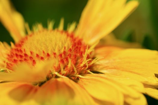 Macro; close-up; bright natural colours; softly defocused background; flowering Gaillardia, common name blanket flower