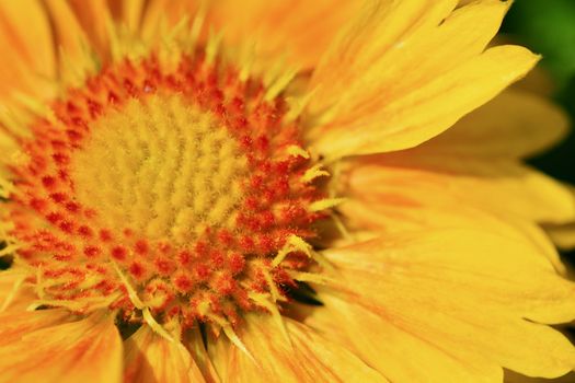 Macro; close-up; bright natural colours; softly defocused background; flowering Gaillardia, common name blanket flower