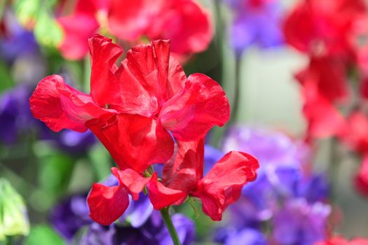 Sweet pea is an annual climbing plant, grown for their flower colour (usually in pastel shades of blue, pink, purple and white, including bi-colours), and for their intense unique fragrance.