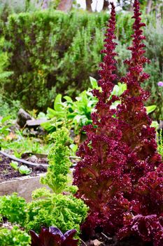 Garden problems; a lettuce plant bolting.