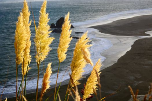 Tall golden grasses growing in a regional park