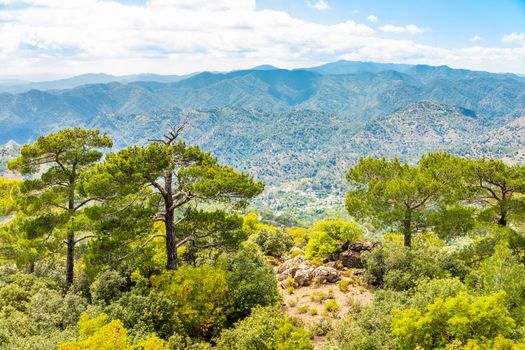 Cedars and beautiful valley view, Troodos mountains, Cyprus