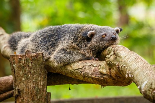 Lazy binturong or philipino bearcat relaxing on the tree, Palawan, Philippines