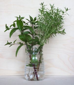 peppermint plant (scientific name Mentha x piperita) and summer savory herb plant (scientific name Satureja Hortensis)