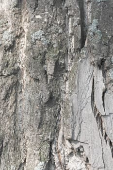 Texture of bark, old tree, shallow DOF
