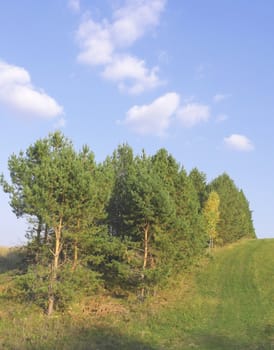 Autumn landscape with pines on the hill