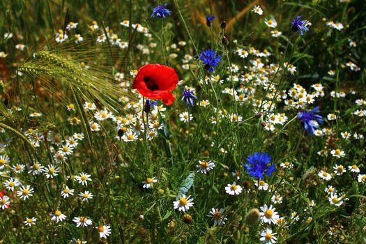 The picture shows a meadow with red poppy, cornflower and chamomile