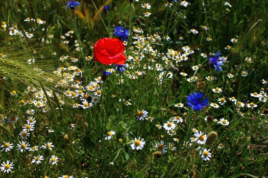 The picture shows a meadow with red poppy, cornflower and chamomile