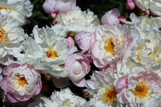 The picture shows white peony in the garden