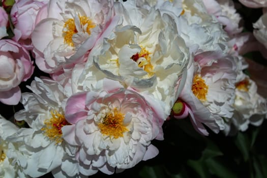 The picture shows white peony in the garden