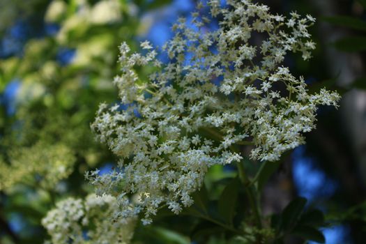 The picture shows elder with blossoms in the spring