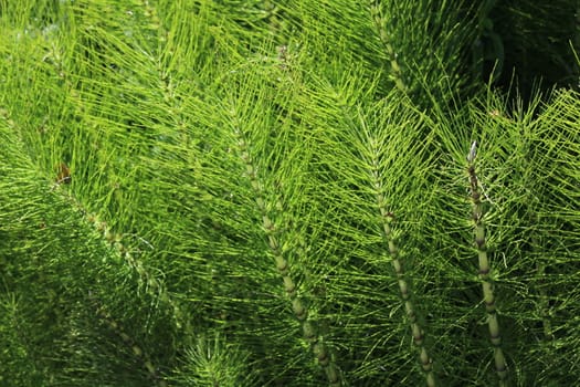 The picture shows a field of horsetails in the forest