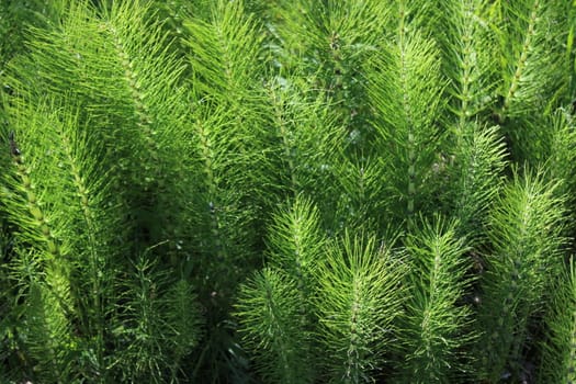 The picture shows a field of horsetails in the forest