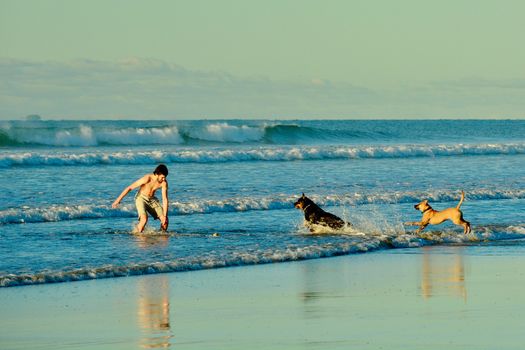 Holidays at the sea; winter time in New Zealand; wonderful pastime at the seashore; man and dogs
