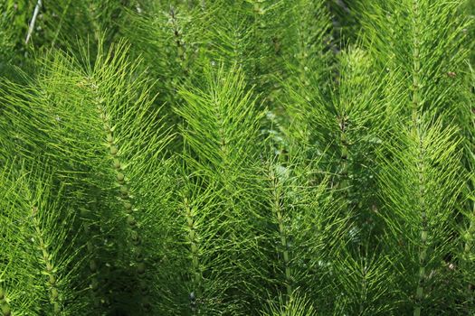 The picture shows a field of horsetails in the forest