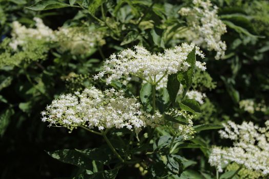 The picture shows elder with blossoms in the spring