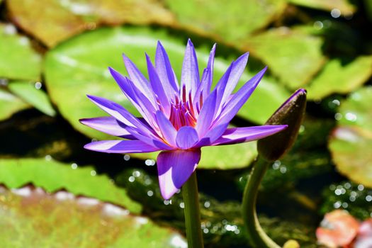 close-up photo of a flower; beautiful flowers, being close to nature, bringing nature close to you, lotus flower