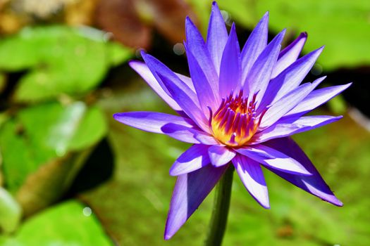 close-up photo of a flower; beautiful flowers, being close to nature, bringing nature close to you, lotus flower