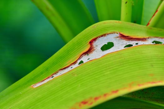 severe slug damage, garden problems