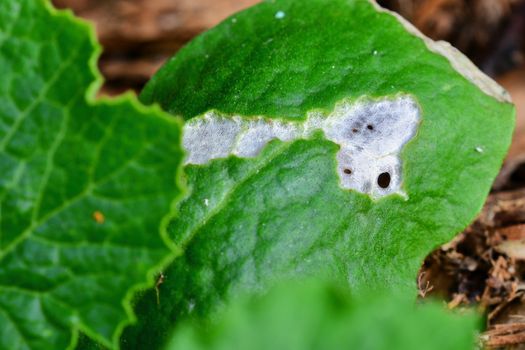 severe slug damage, garden problems