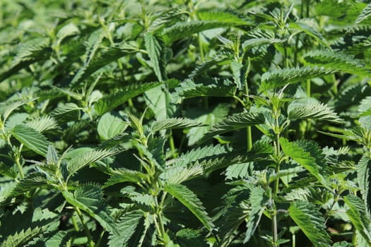 The picture shows many stinging nettles in the forest