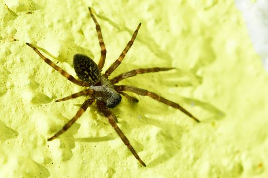 House spider - most common spider in the world