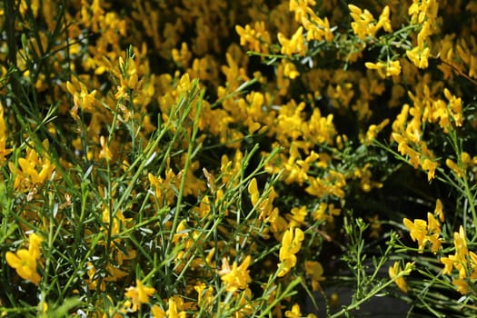 The picture shows beautiful blossoming broom in the garden